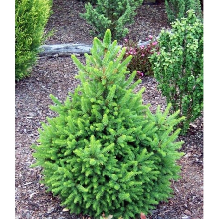 Ель обыкновенная will's Zwerg