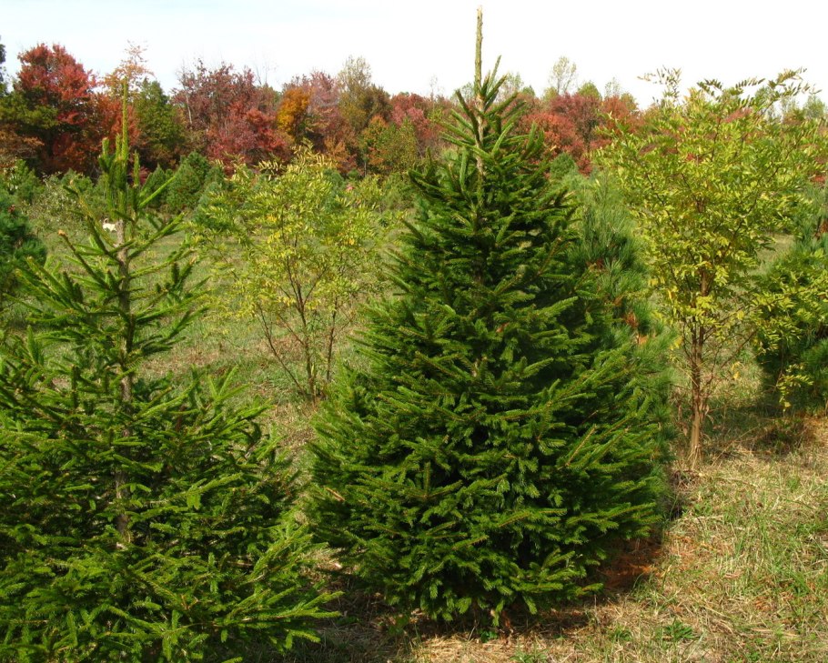 Ель обыкновенная европейская