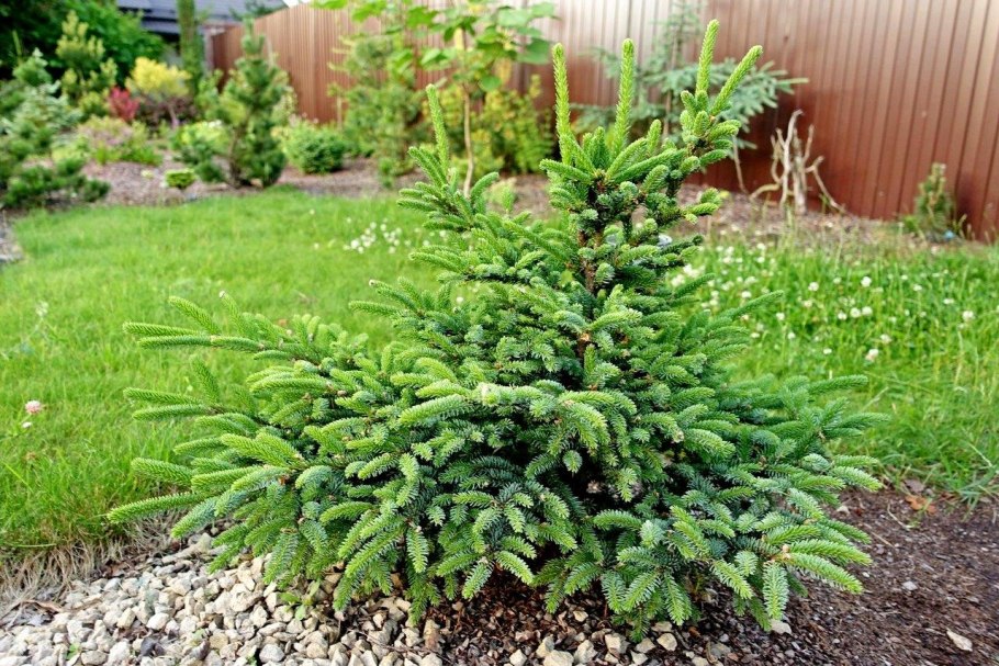 Ель обыкновенная виллс цверг