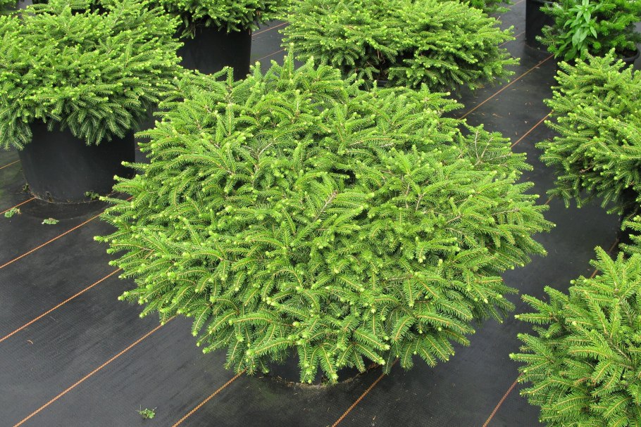 Ель обыкновенная нидиформис (picea abies nidiformis)