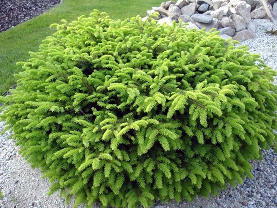 Ель обыкновенная нидиформис