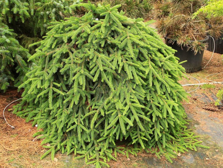 Ель обыкновенная Акрокона