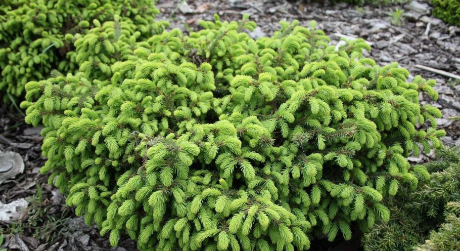 Ель обыкновенная Акрокона (Acrocona)