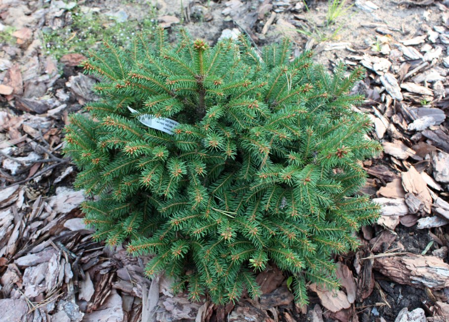 Picea abies petra