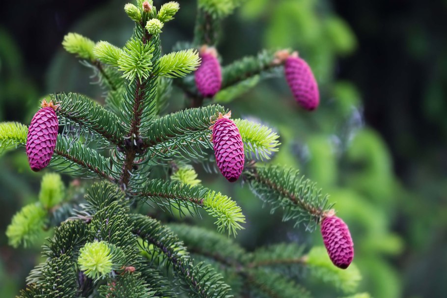 Ель обыкновенная Picea Abies