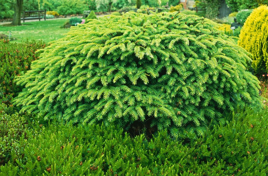 Picea abies nidiformis