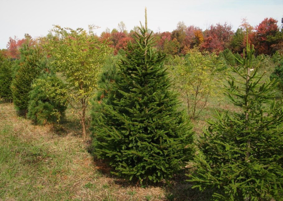 Ель обыкновенная will's Zwerg