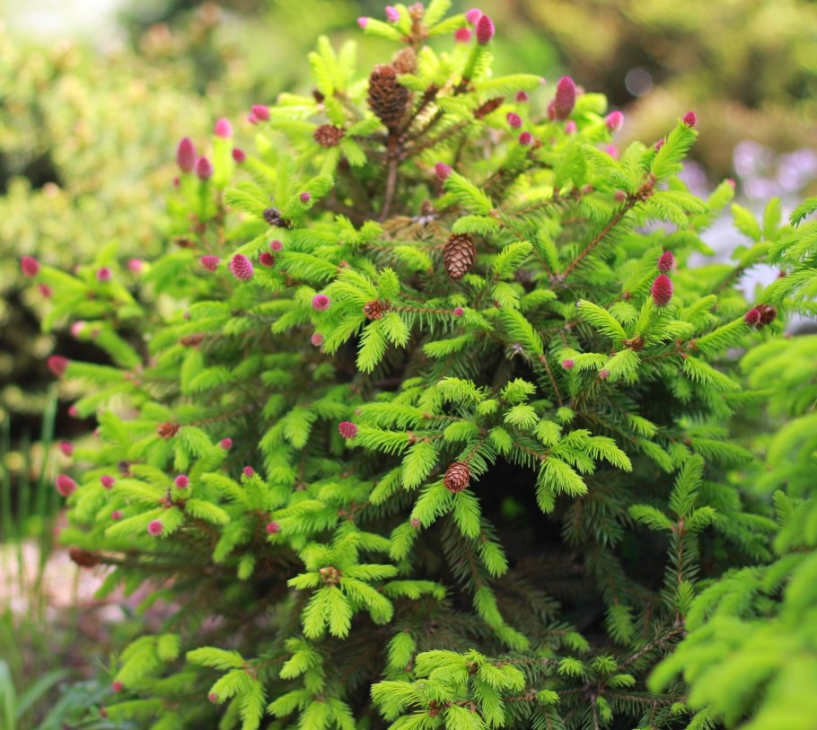 Ель обыкновенная Форманек