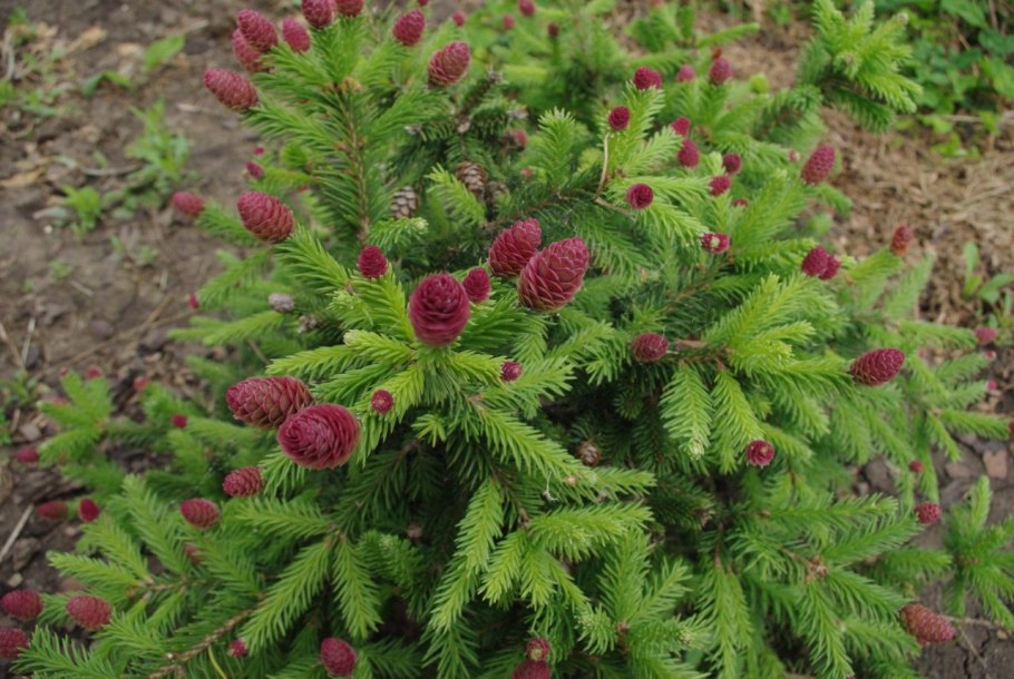 Ель европейская Picea Abies
