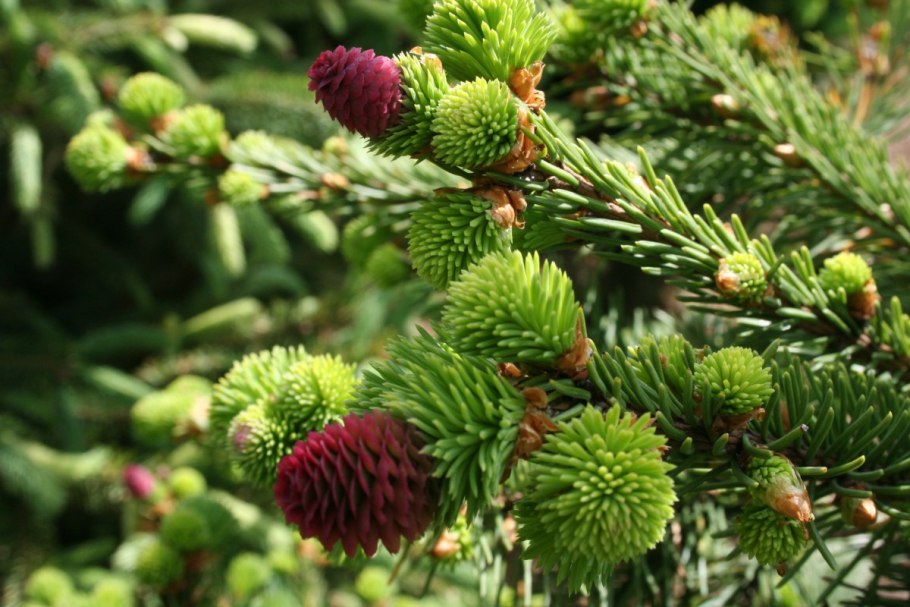 Ель обыкновенная Акрокона