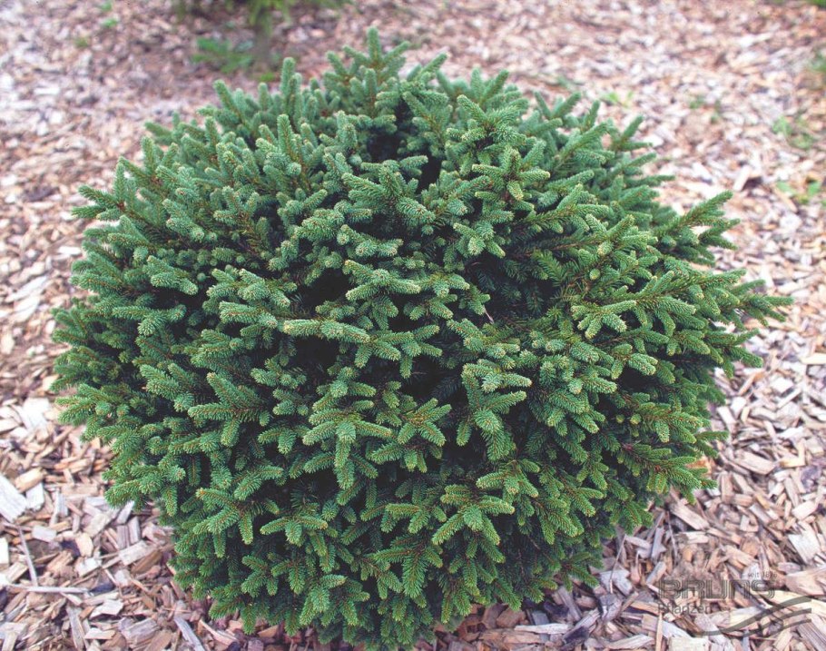 Ель обыкновенная Picea Abies