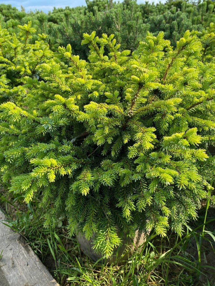 Ель обыкновенная (европейская) – Picea Abies