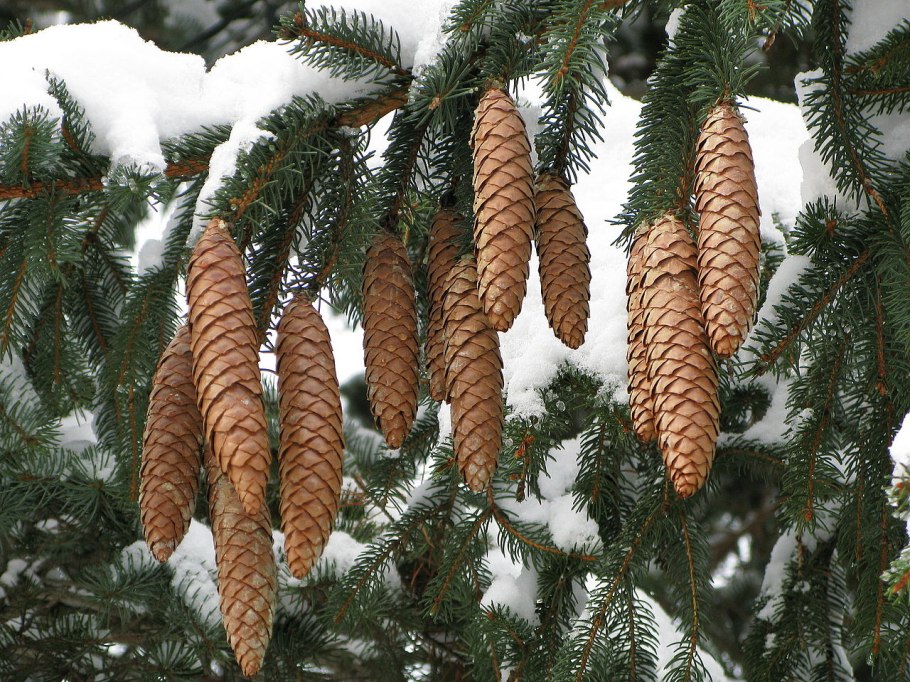 Pine cone