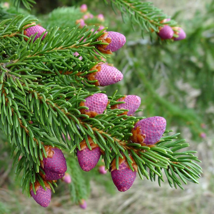 Ель обыкновенная Олендорфи