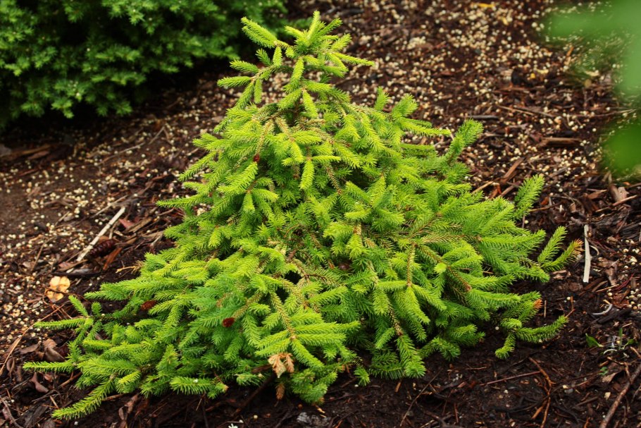 Picea abies barryi