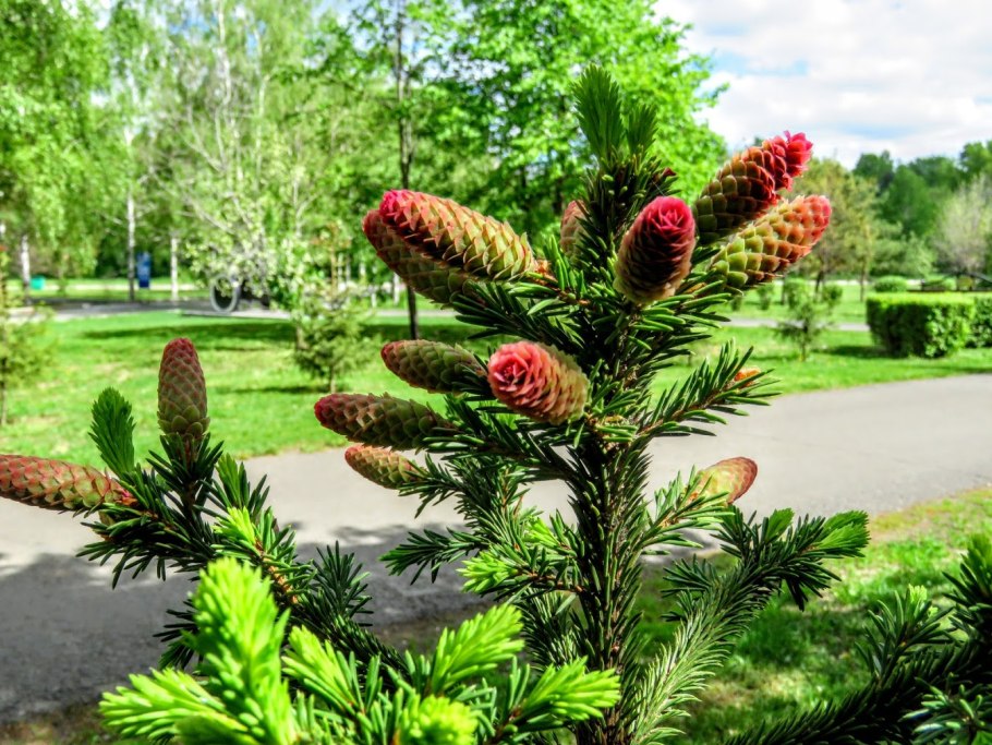 Ель колючая лаки страйк