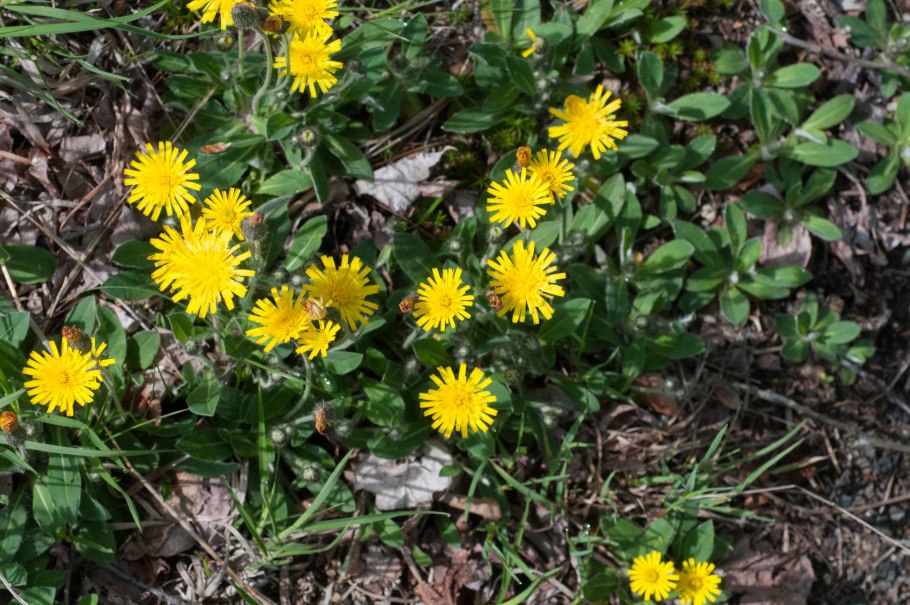 Ястребинка волосистая Hieracium pilosella