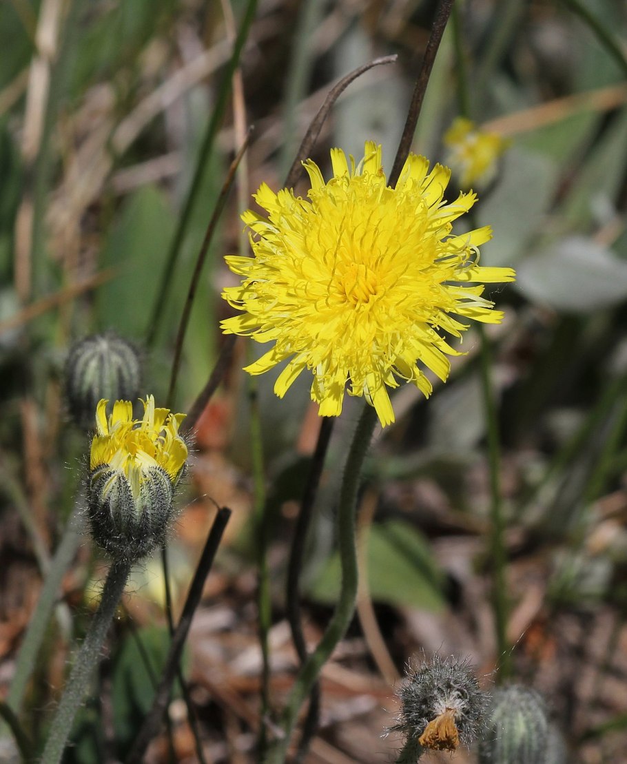 Ястребинка волосистая Hieracium pilosella