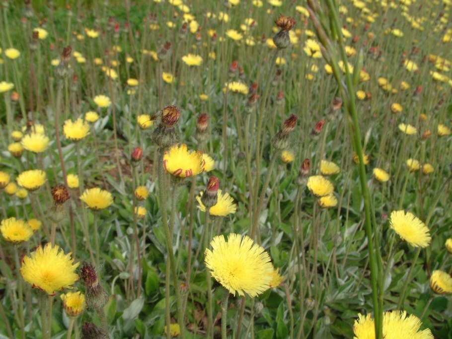 Ястребинка иремельская