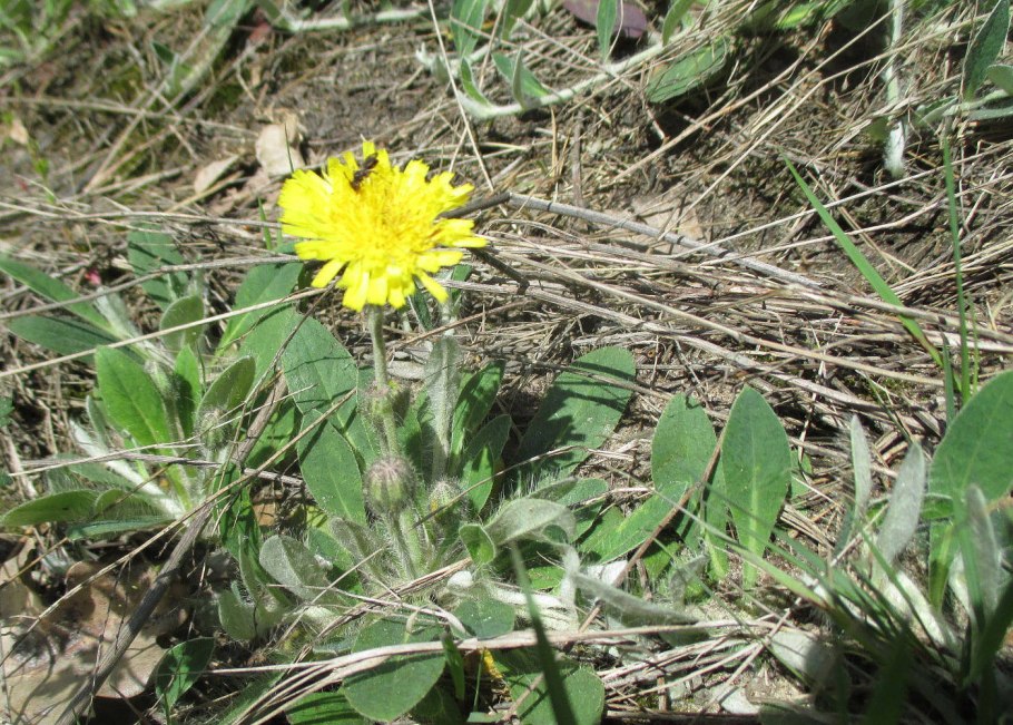 Ястребинка румянковая