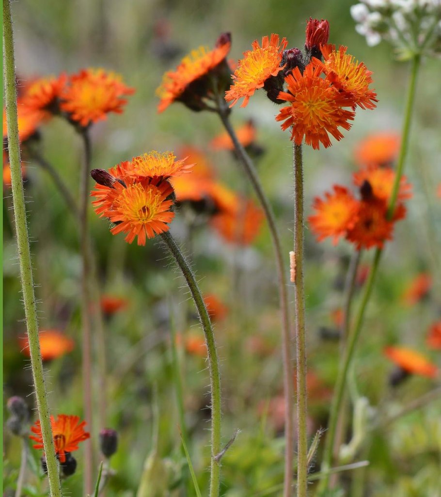 Ястребинка оранжевая (Hieracium aurantiacum)