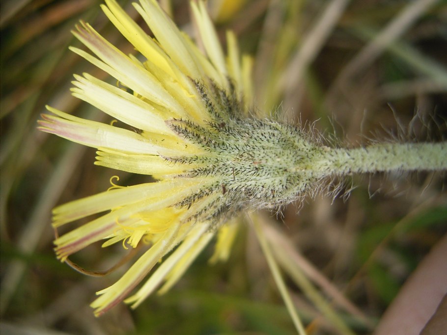 Hieracium aurantiacum
