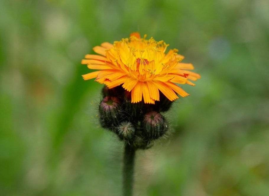 Ястребинка Путоранская