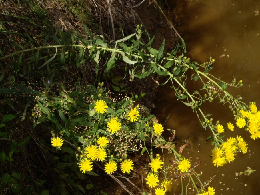 Ястребинка волосистая hieracium pilosella