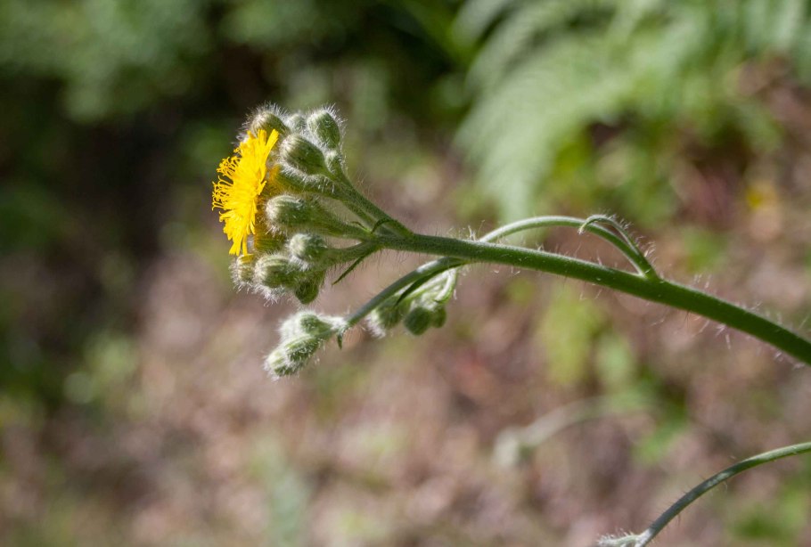 Ястребинка обыкновенная