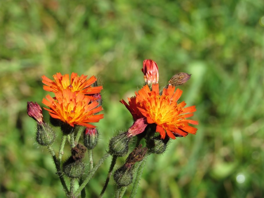 Ястребинка иремельская