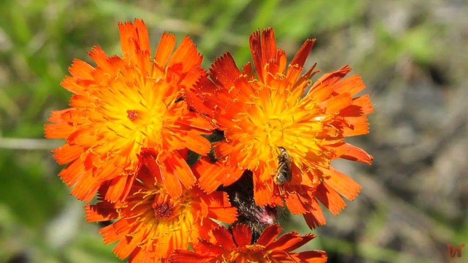 Ястребинка Баугина