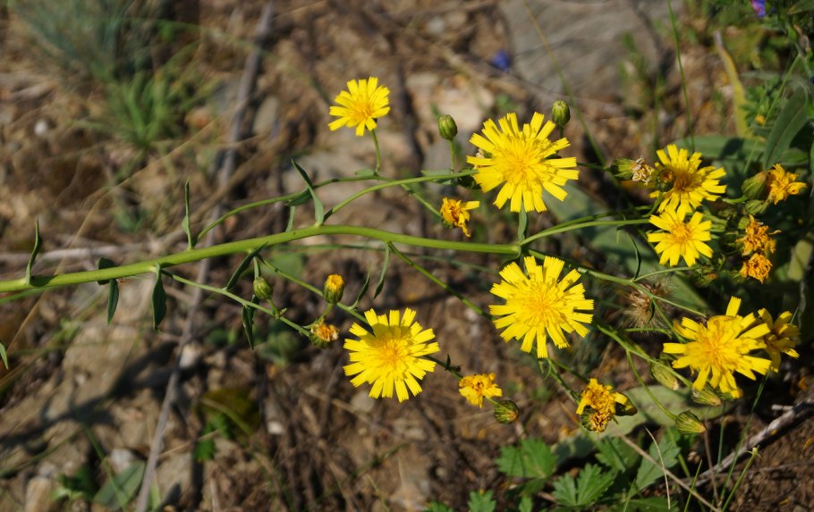 Ястребинка зонтичная Hieracium umbellatum