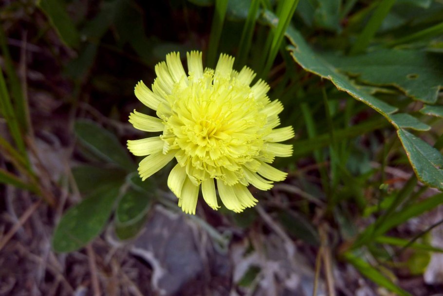 Ястребинка зонтичная Луговая
