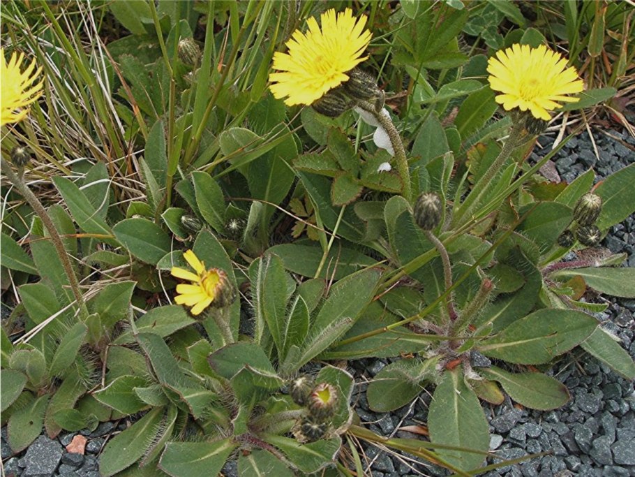 Ястребинка волосистая Hieracium pilosella