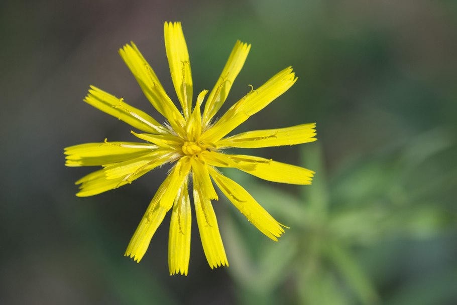 Ястребинка зонтичная