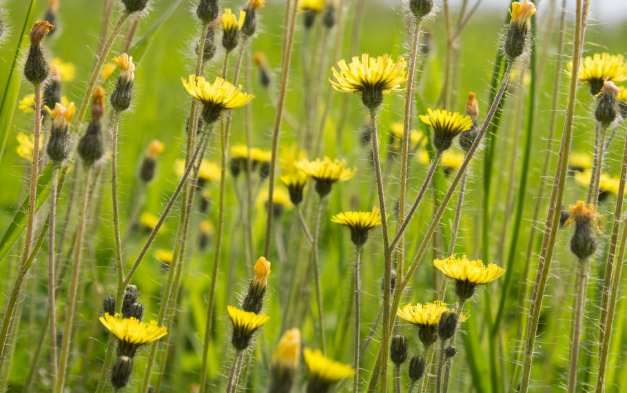 Ястребинка Луговая