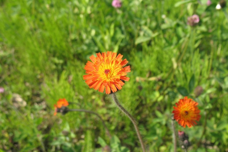 Pilosella aurantiaca