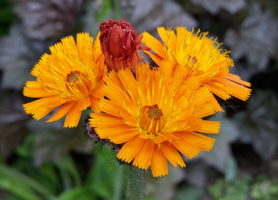 Ястребинка дернистая