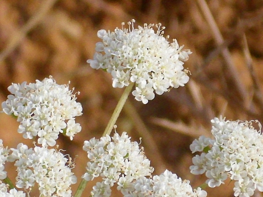 Омежник шафрановый