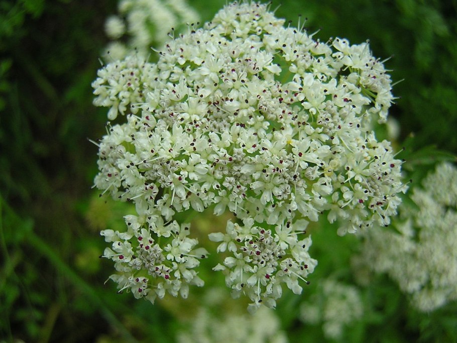 Oenanthe crocata