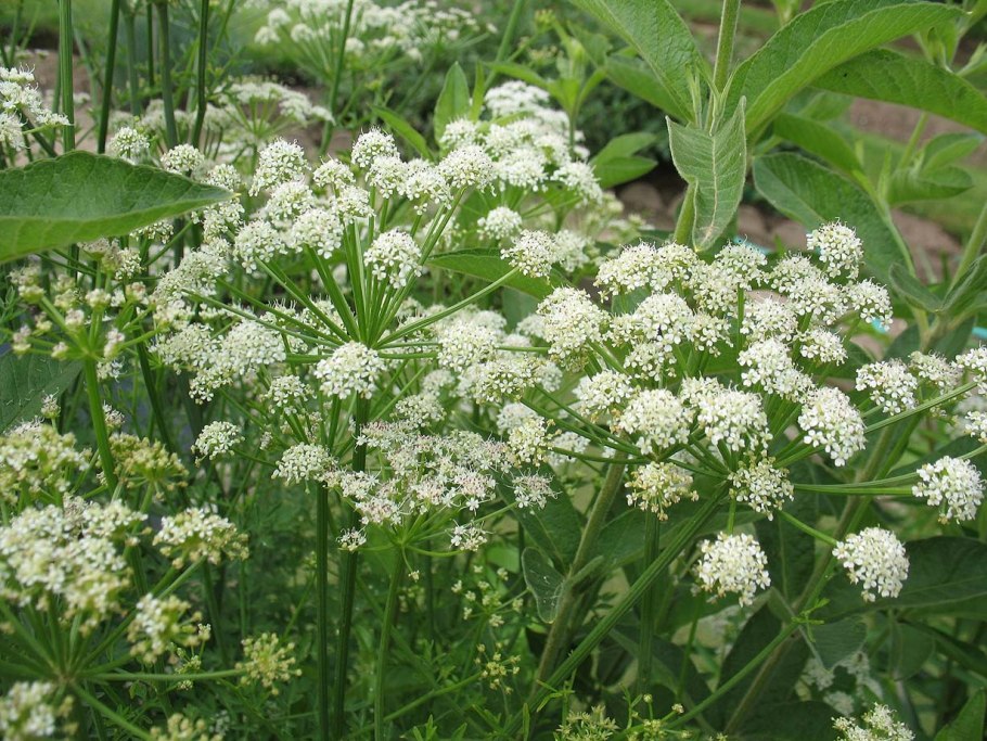 Омежник болиголов