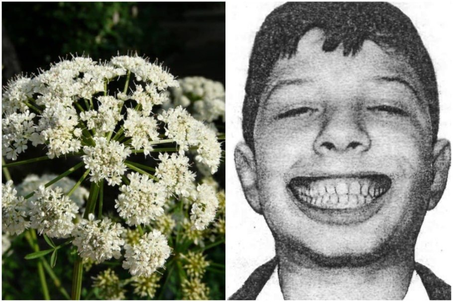 Омежник растение