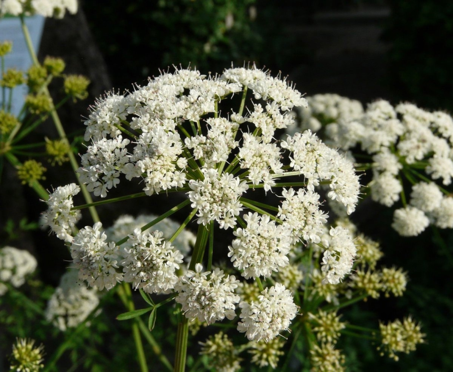 Омежник шафрановый