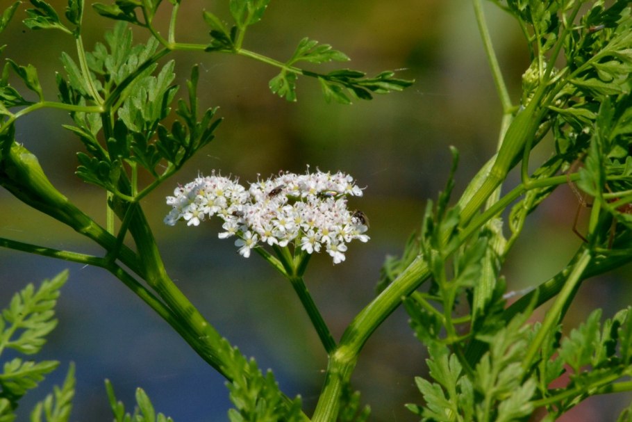 Oenanthe crocata
