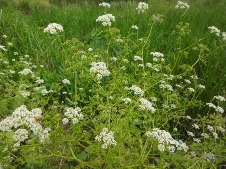 Омежник лежачий Минари