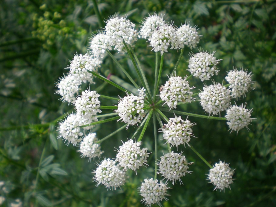 Oenanthe crocata