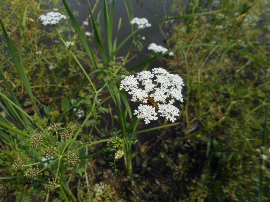 Oenanthe Омежник