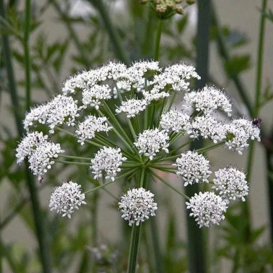 Растение Oenanthe crocata