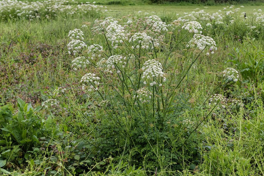 Oenanthe Омежник