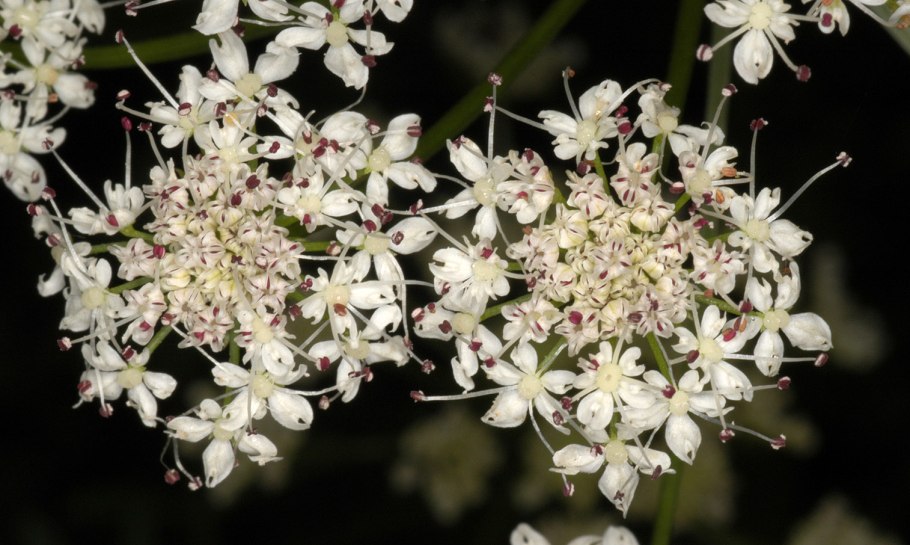 Омежник шафрановый